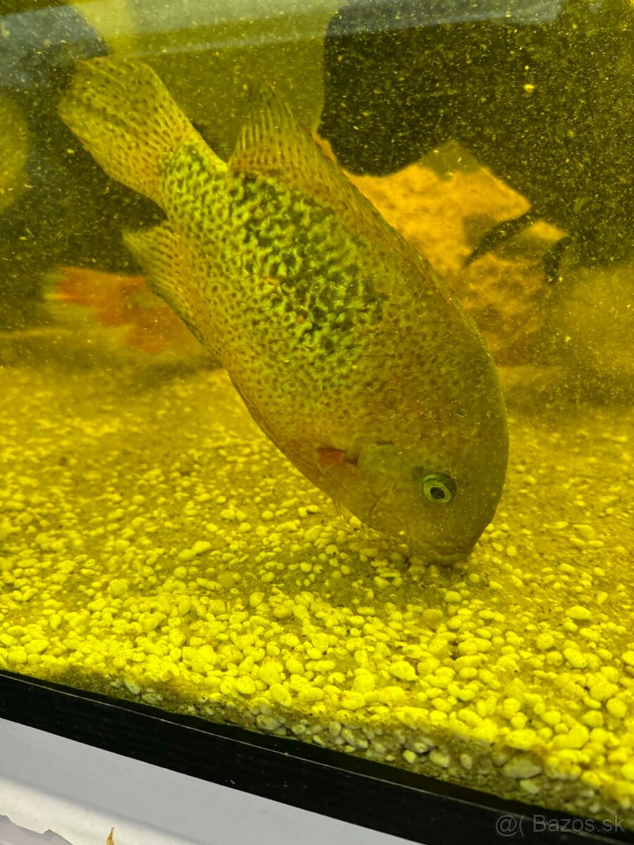 Americké cichlidy , velké Tetry - 4