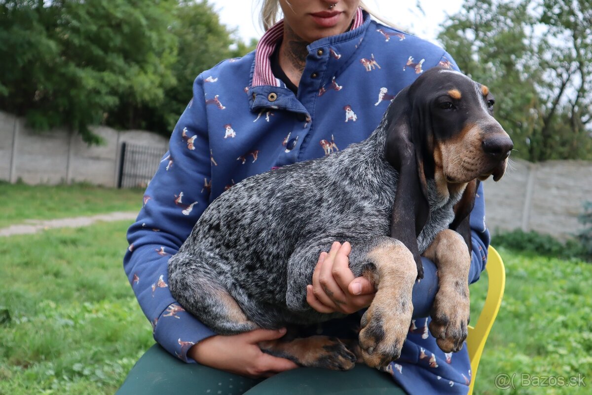 Velký gaskonský pes Grand Bleu de Gascogne s PP FCI - 4