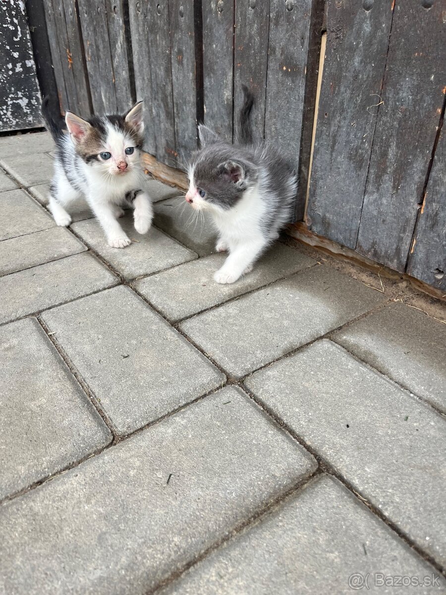 Darujem mačiatka - 4