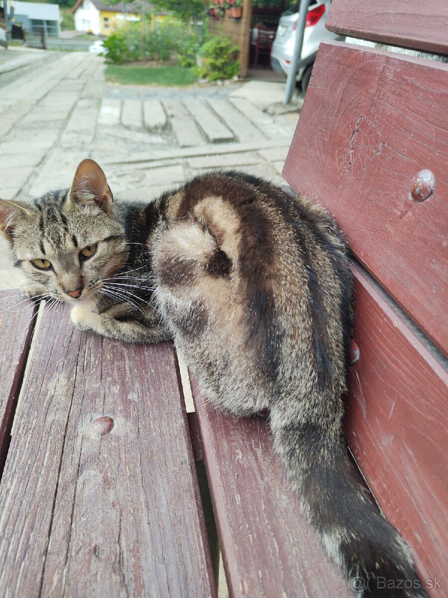 Kocúrik do dobrých rúk pre deti krásny tygrovany - 4