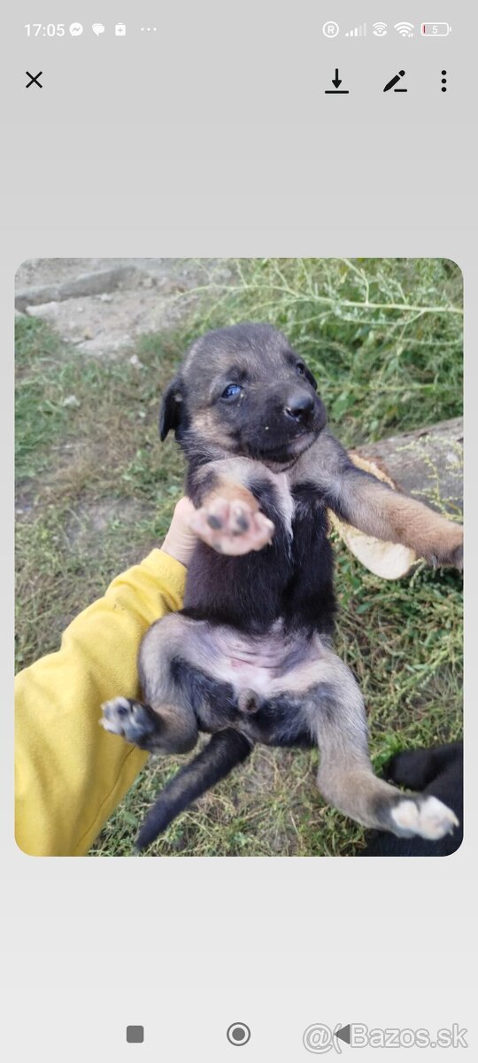 darujem šteniatko - 4