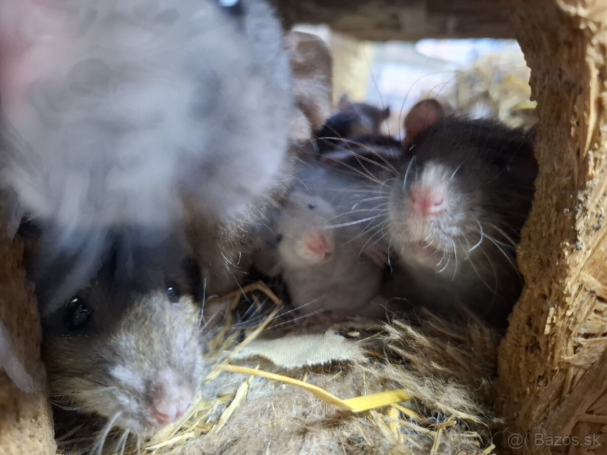 Dumbo velveteen potkany - 4