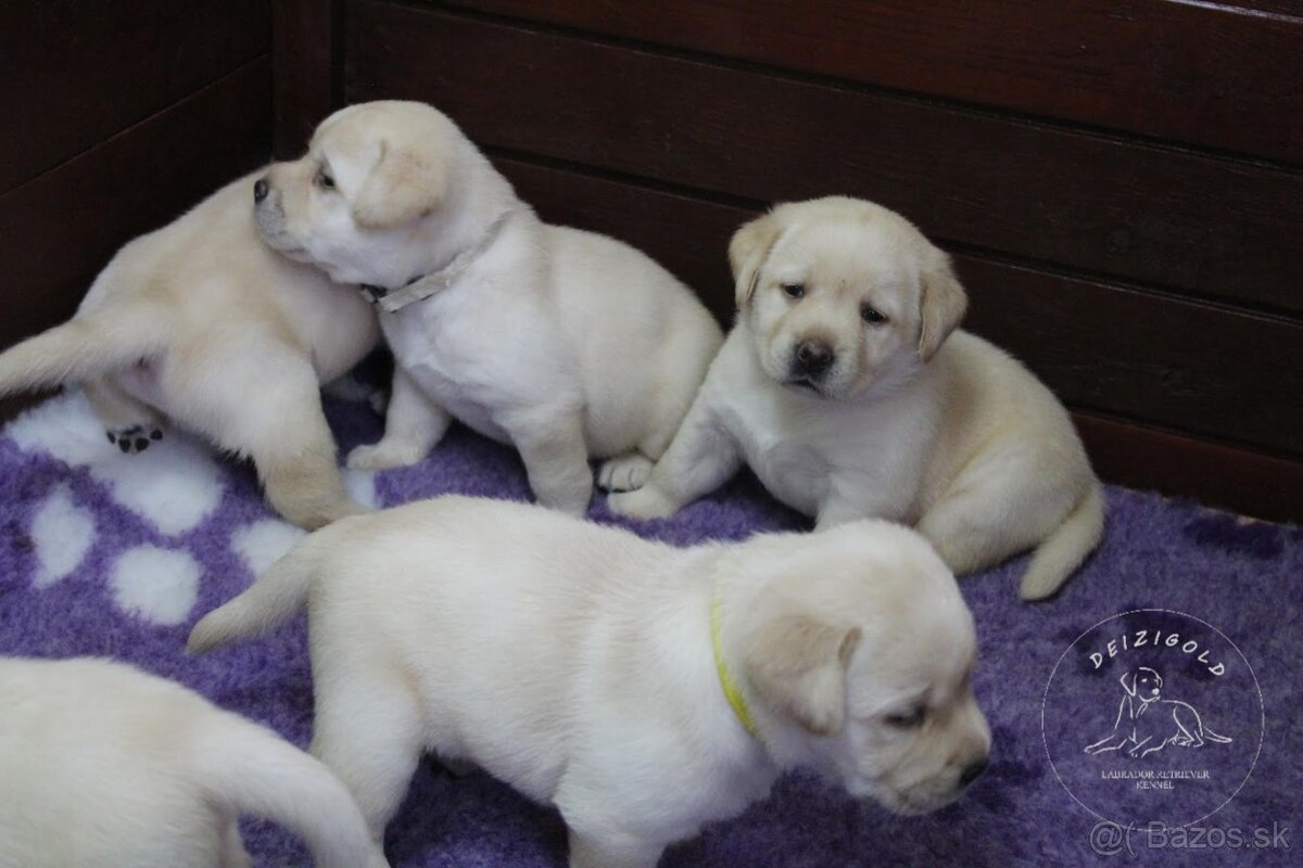 Labrador s rodokmeňom pôvodu - 4