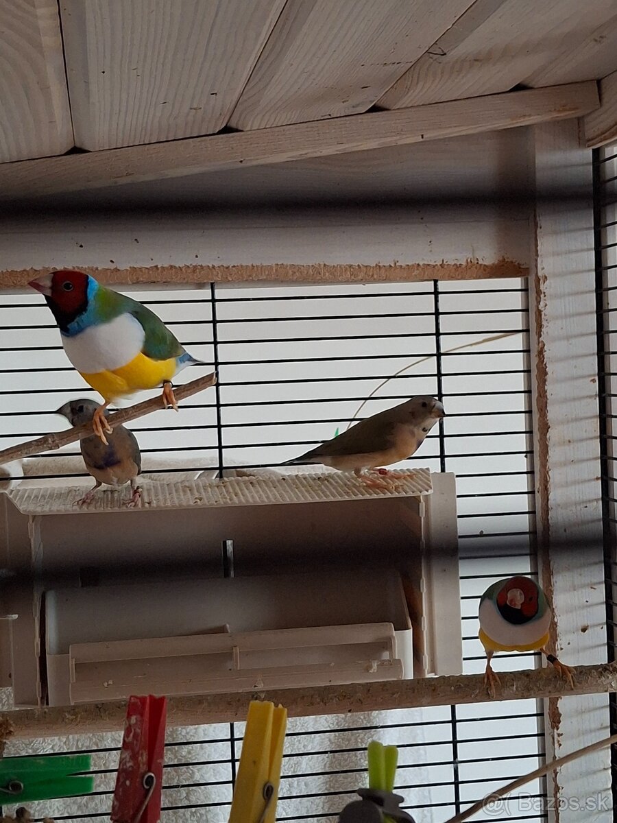 amadina gouldová - 4