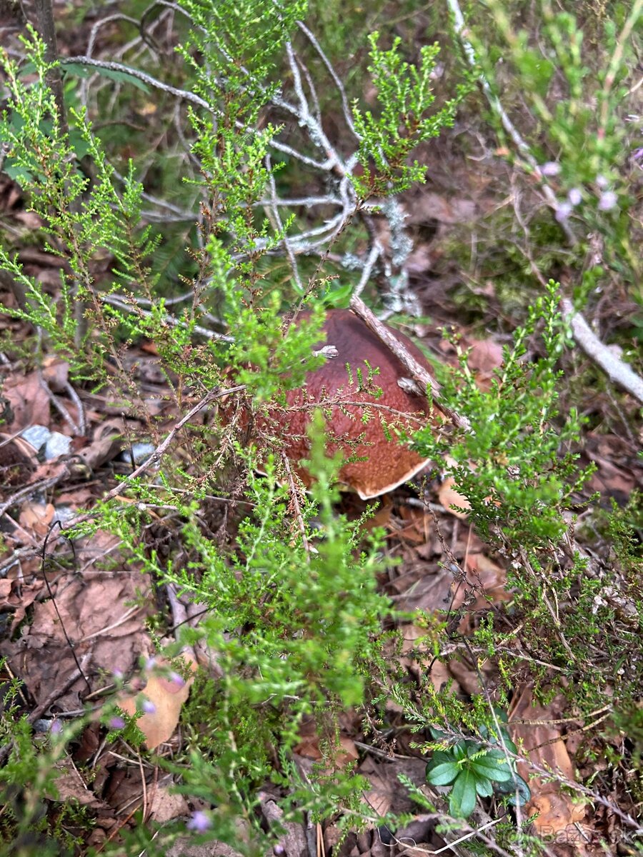 Kozaky dubaky a aj mix týchto dvoch druhov - 4