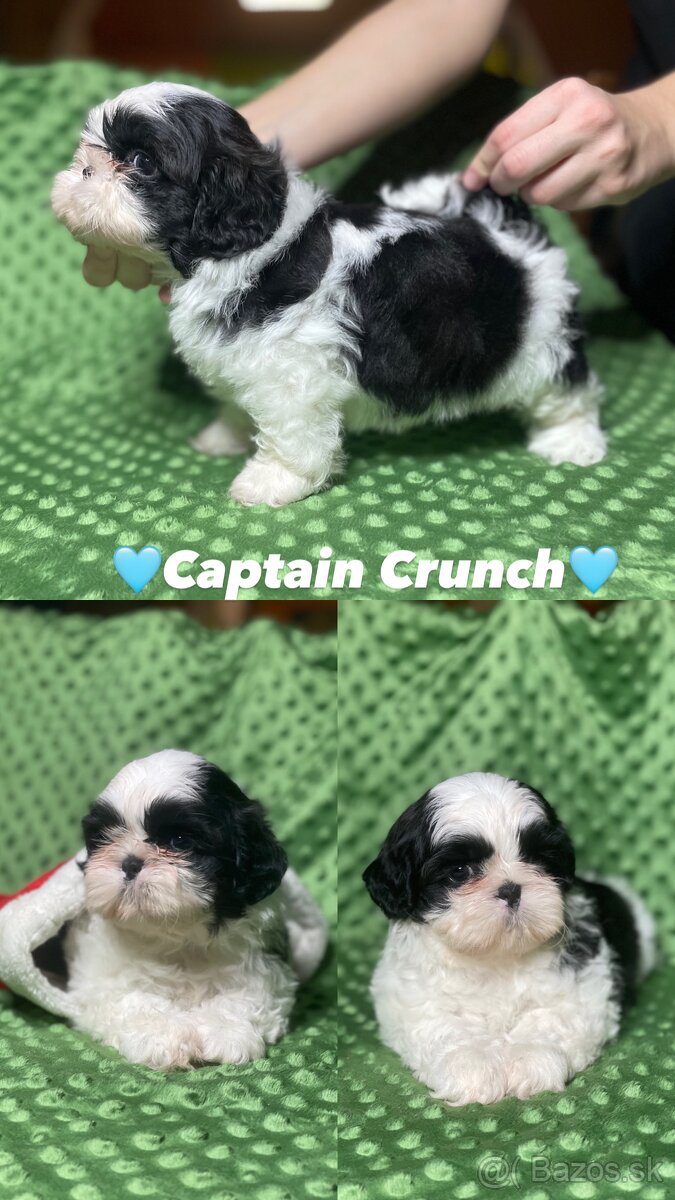 Shih-tzu S PP (Ši cu, shih tzu) - 4