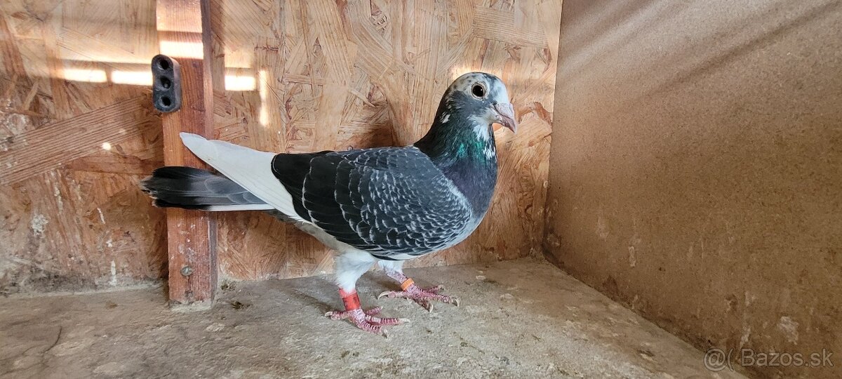 Predám poštové holuby - 4