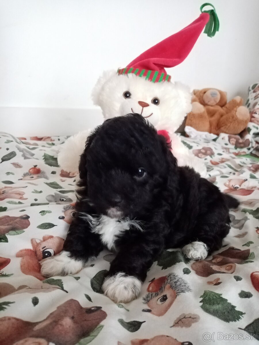 Krížence pudlíka - 4