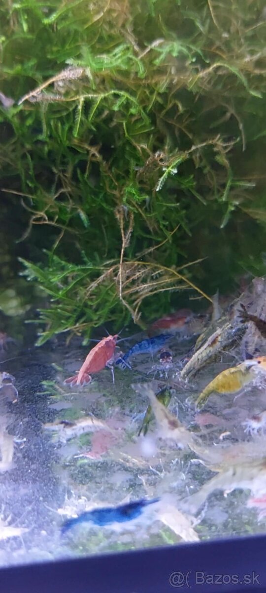 Predám sladkovodné krevetky MIX - 4