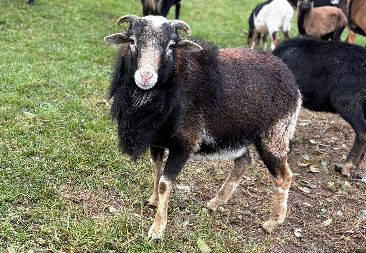 Kamerúnska ovca - 4