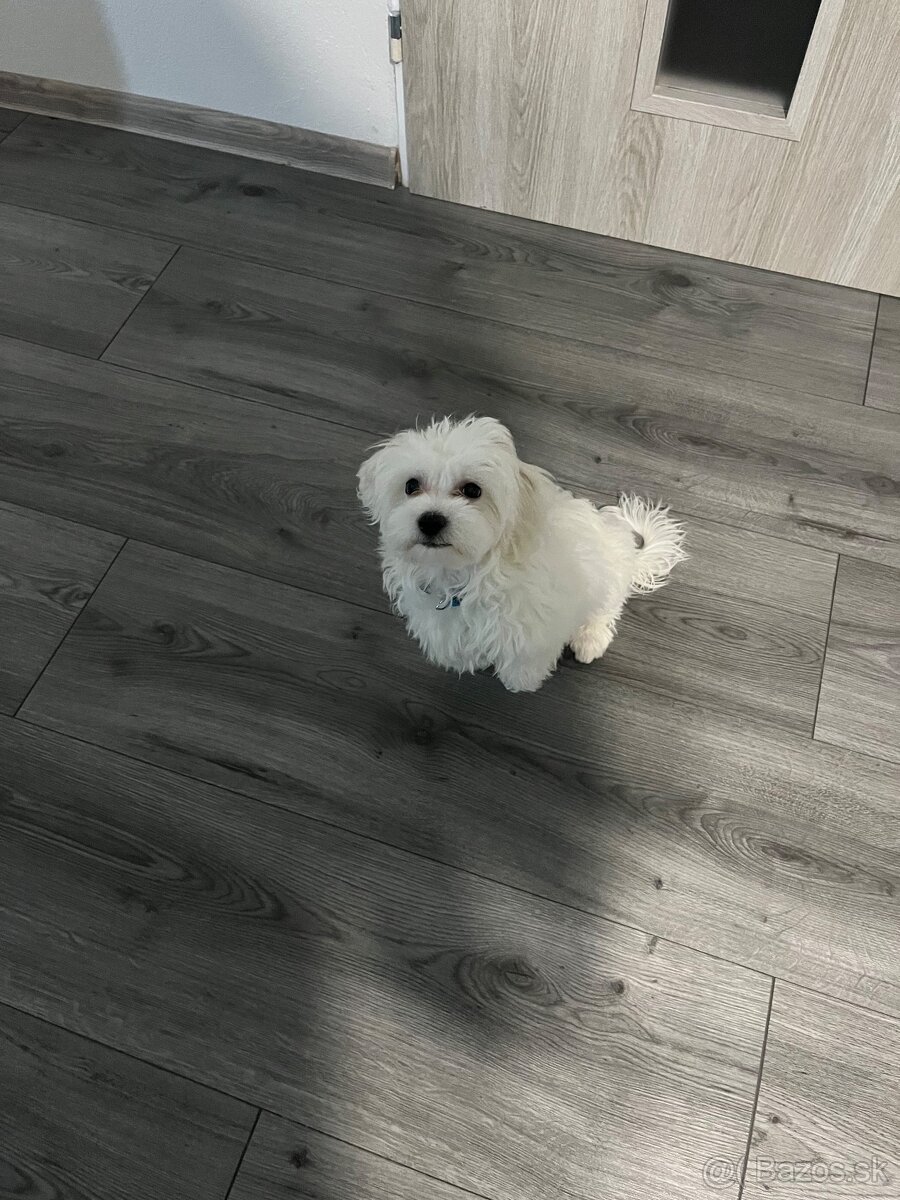 Predám Šteniatko Čistokrvneho Maltezaka - 4