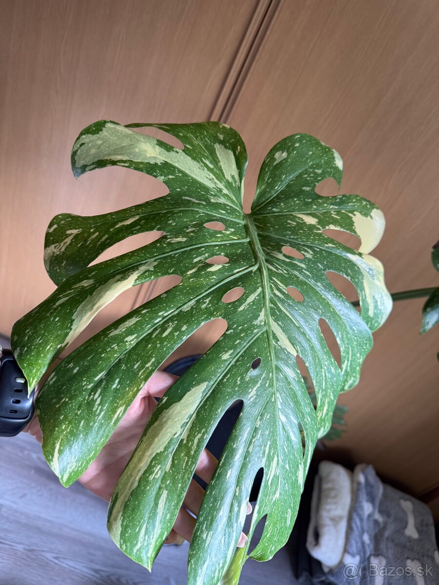 monstera thai vrcholovy odrezok - 4