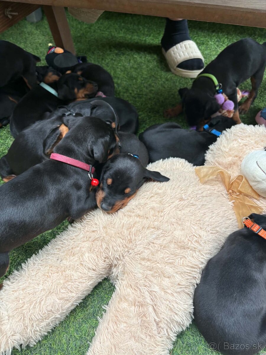 Šteniatka dobermana - 4