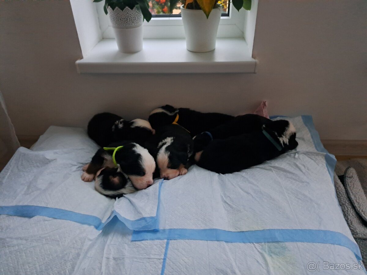 Bernský salašnícky pes🐶 - 4