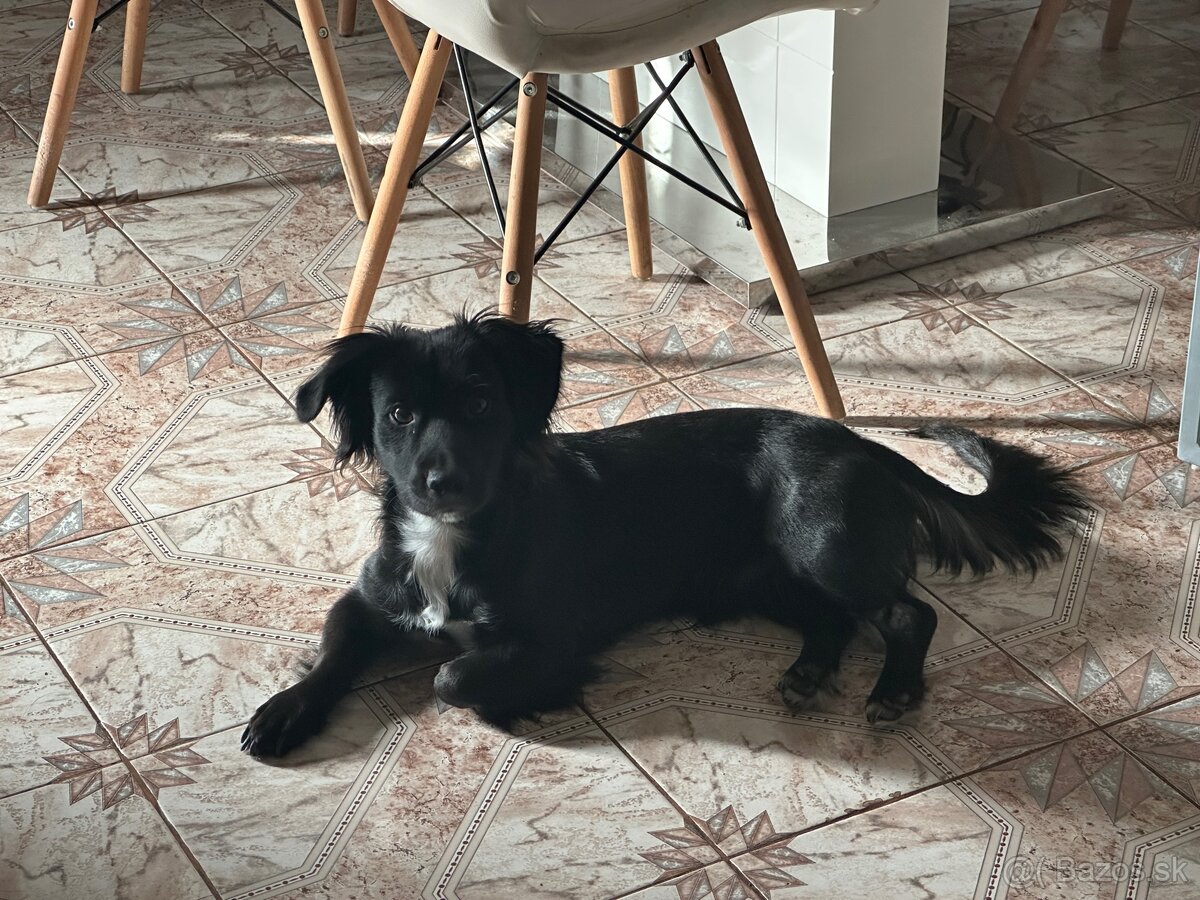 Darujem 8 mesačne šteniatko. - 4