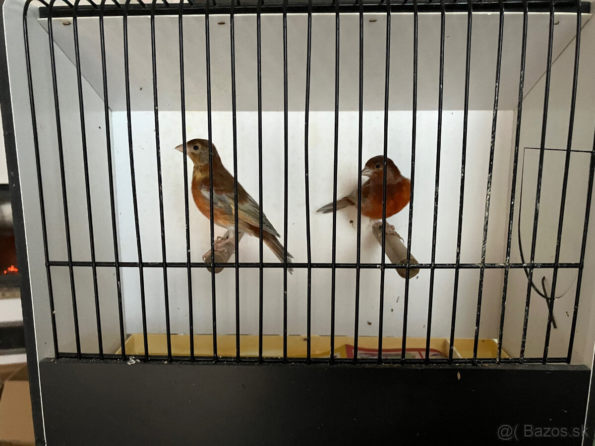 Predám krížence - 4