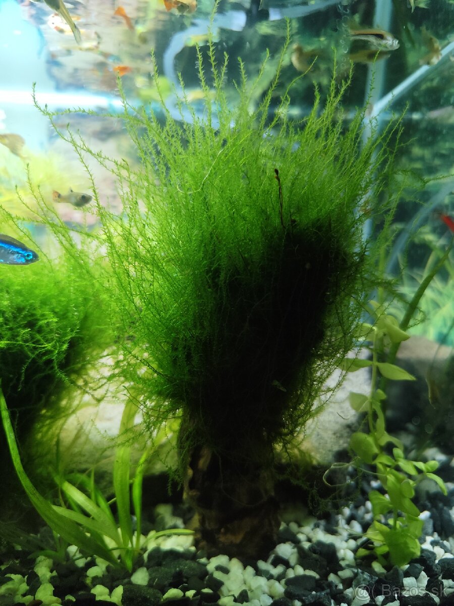 Mach do akvária - 4