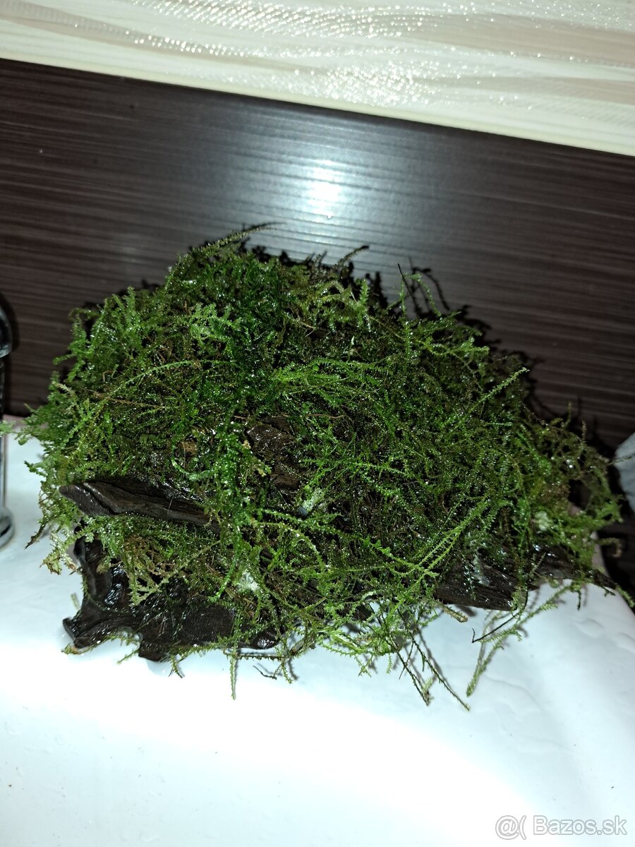 Vybavenie do akvária - 4