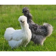 Nasadové vajíčka- Hodvábnička - 4