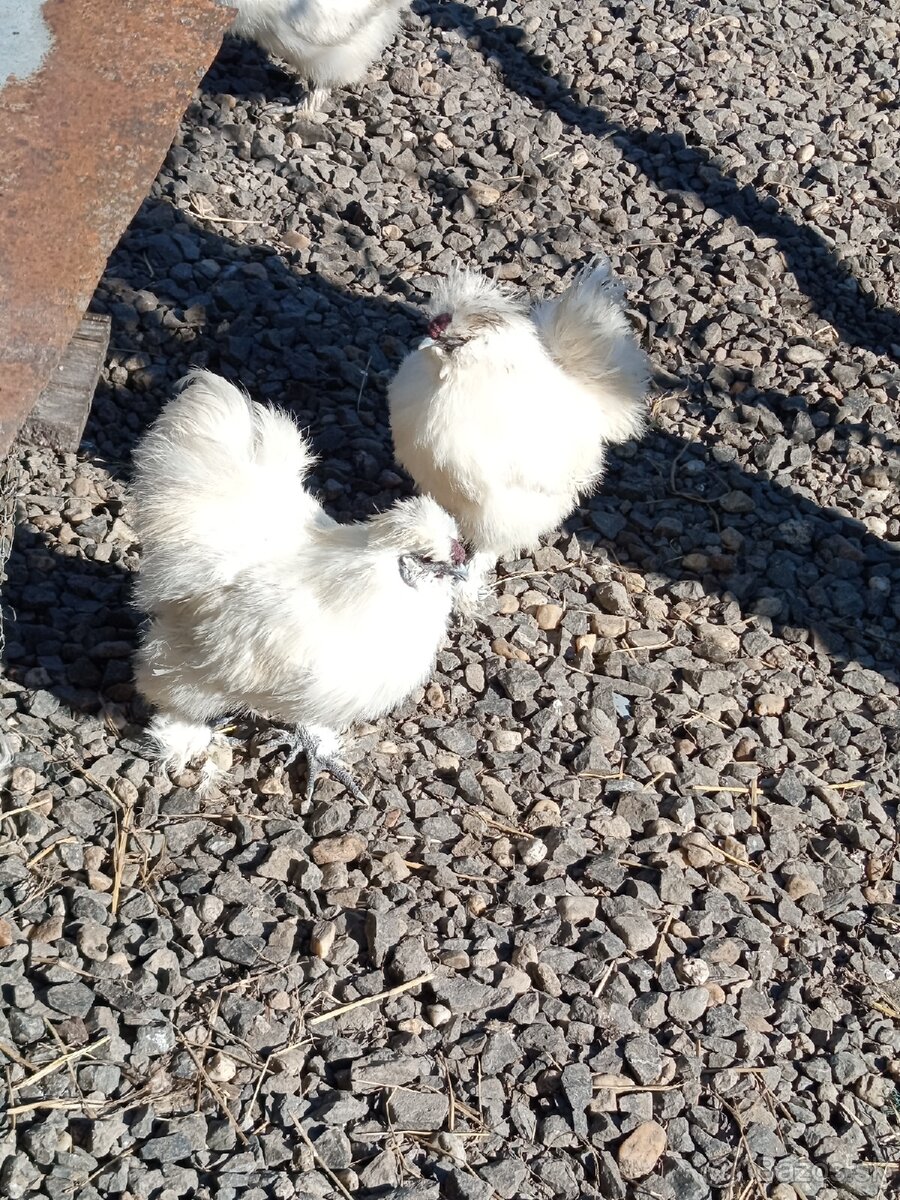 Kohút hodvabničky - 4