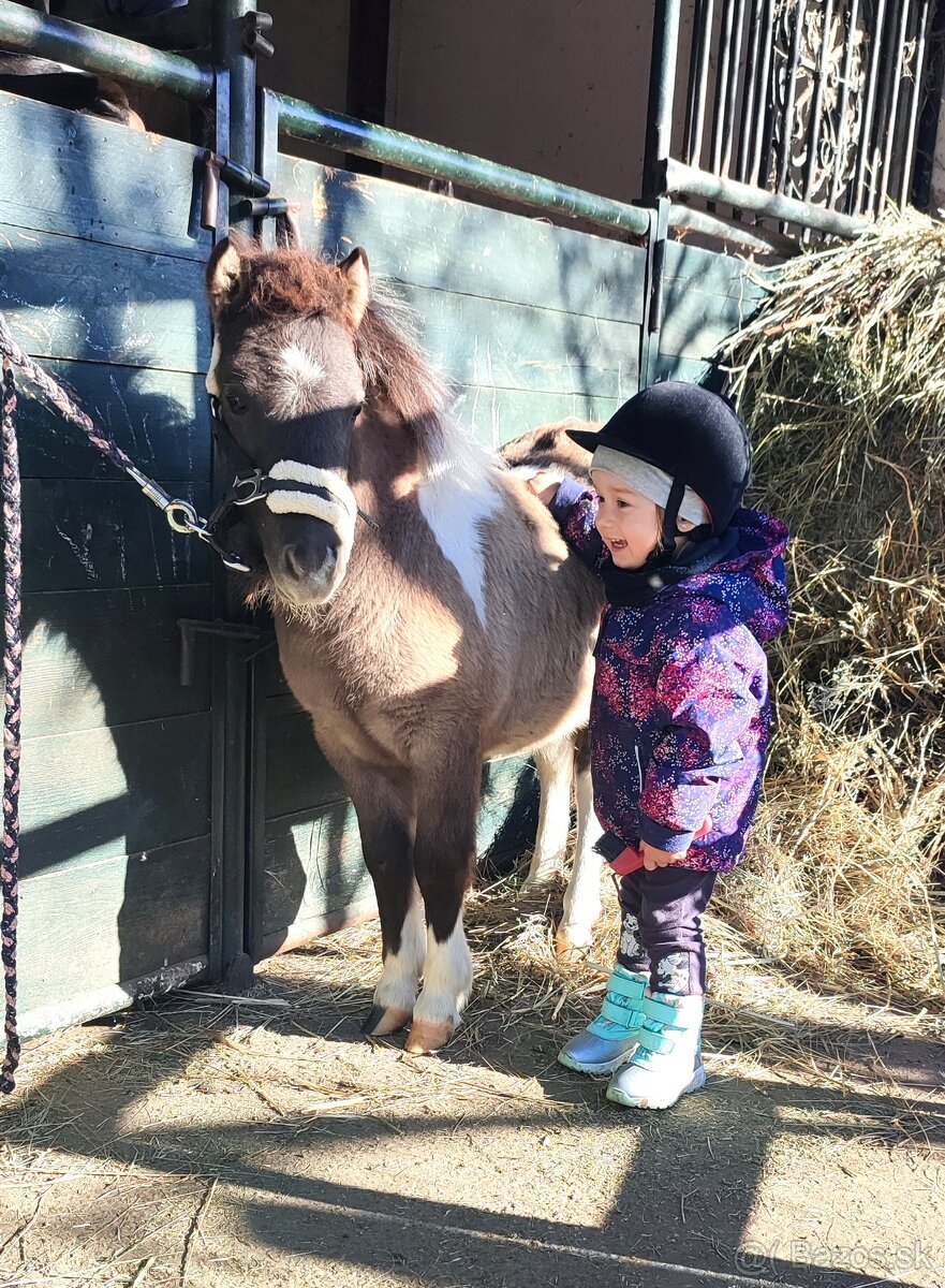 Predám žrebčeka Shetland - 4