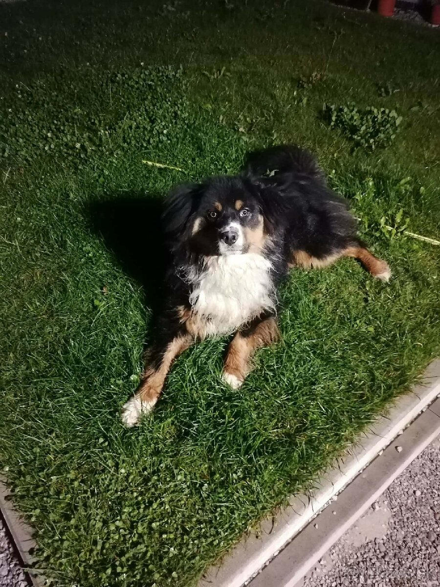 Austrálsky ovčiak - 4