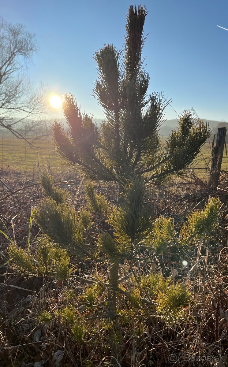 Sibírsky Céder / Pinus Sibirica Stromčeky - 4