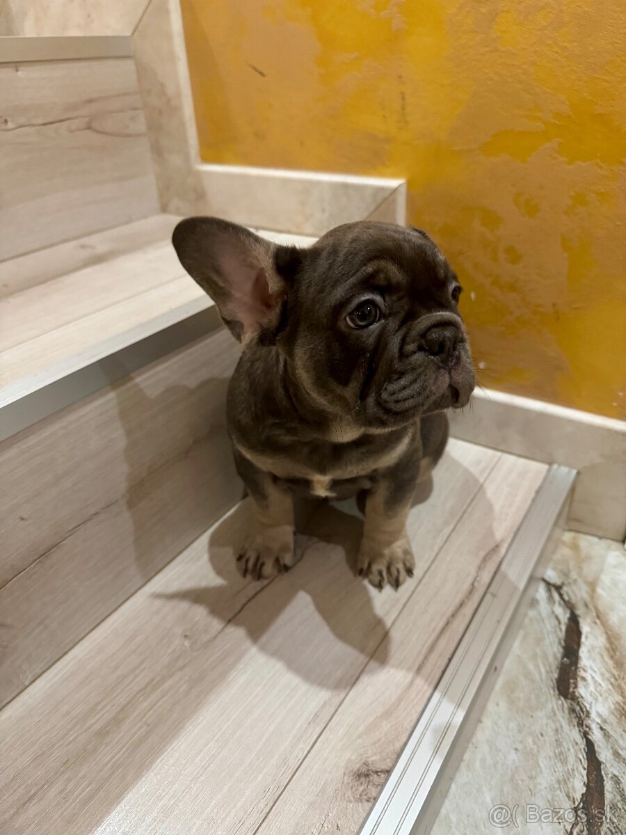 Francúzky buldoček bulldog buldog - 4
