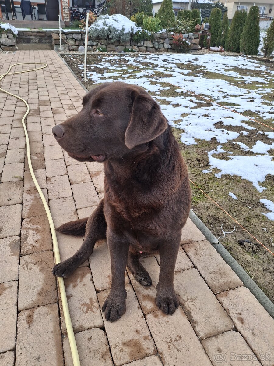 Darujem Labradora - 4