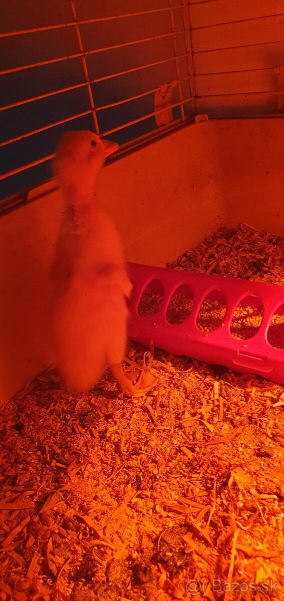 Indické bežce, indický bežec , kačka, kačky - 4