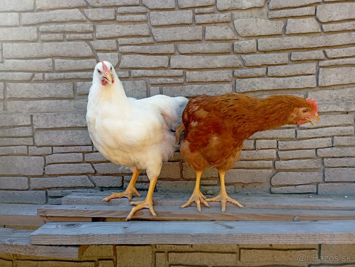 Kohút Hempšír a Plymutka biela - 4