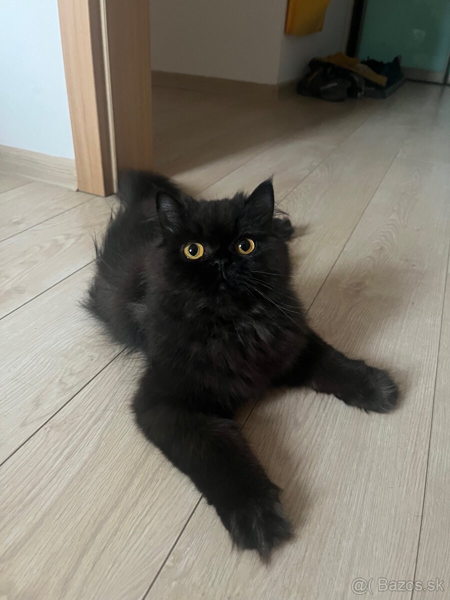 Perzská perská činčila - 4