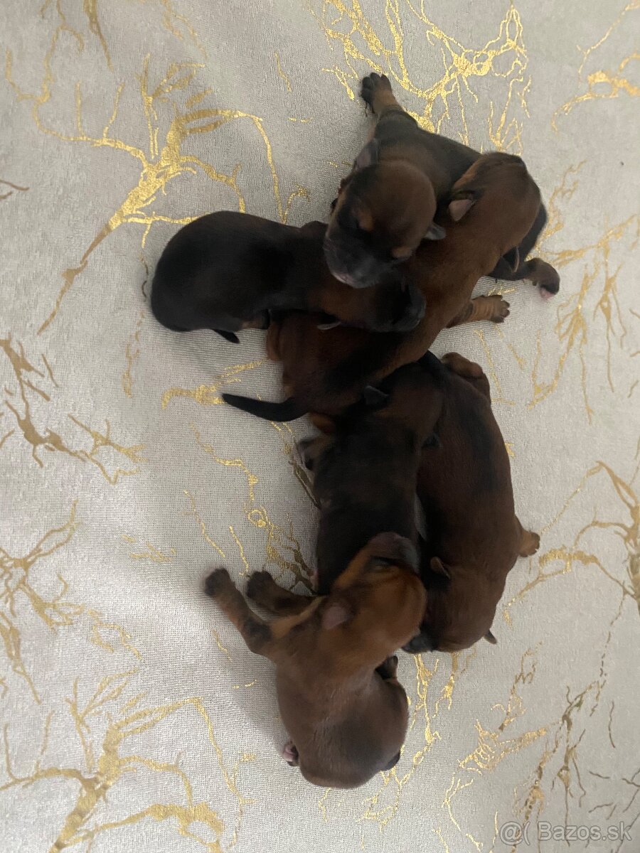 Predám šteniatka Yorkšira - 4