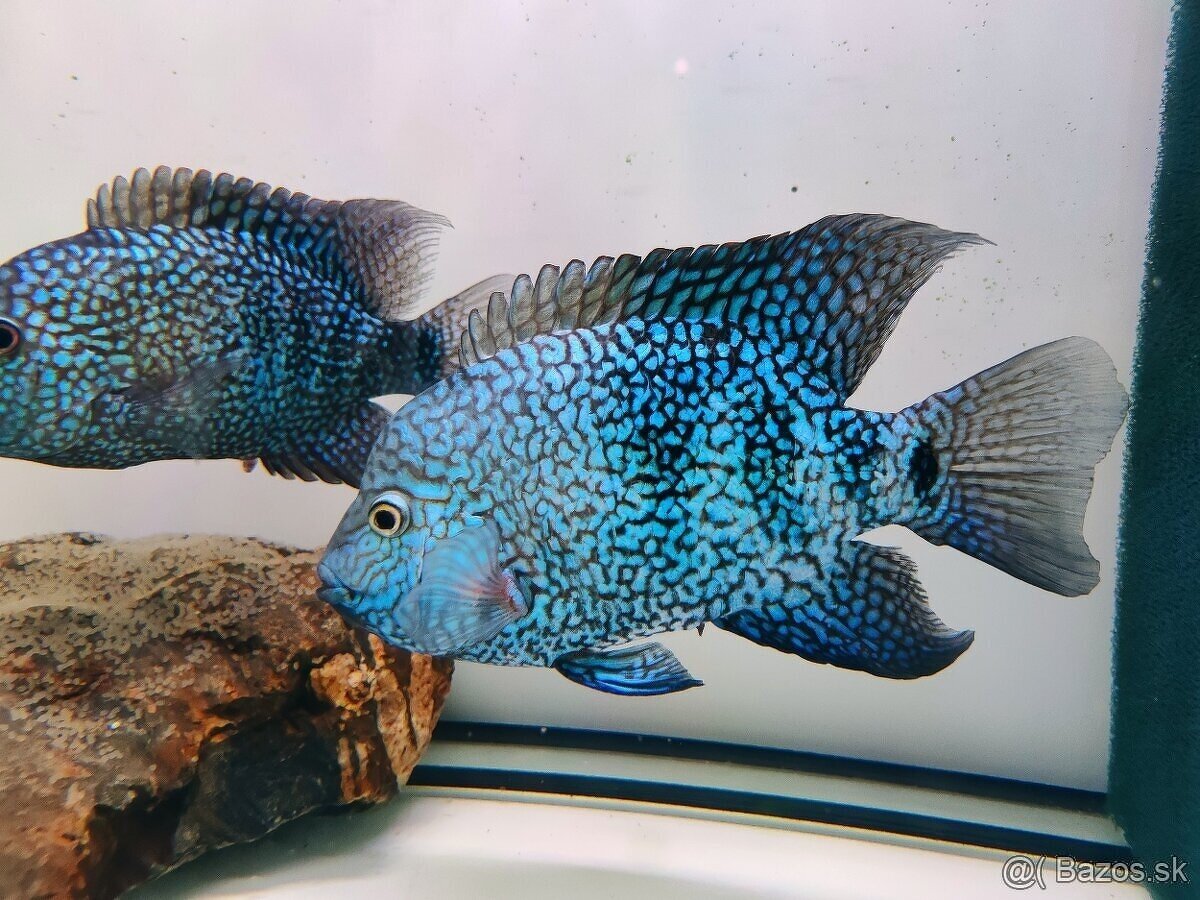 ‼️TOP RYBY ‼️ - 4