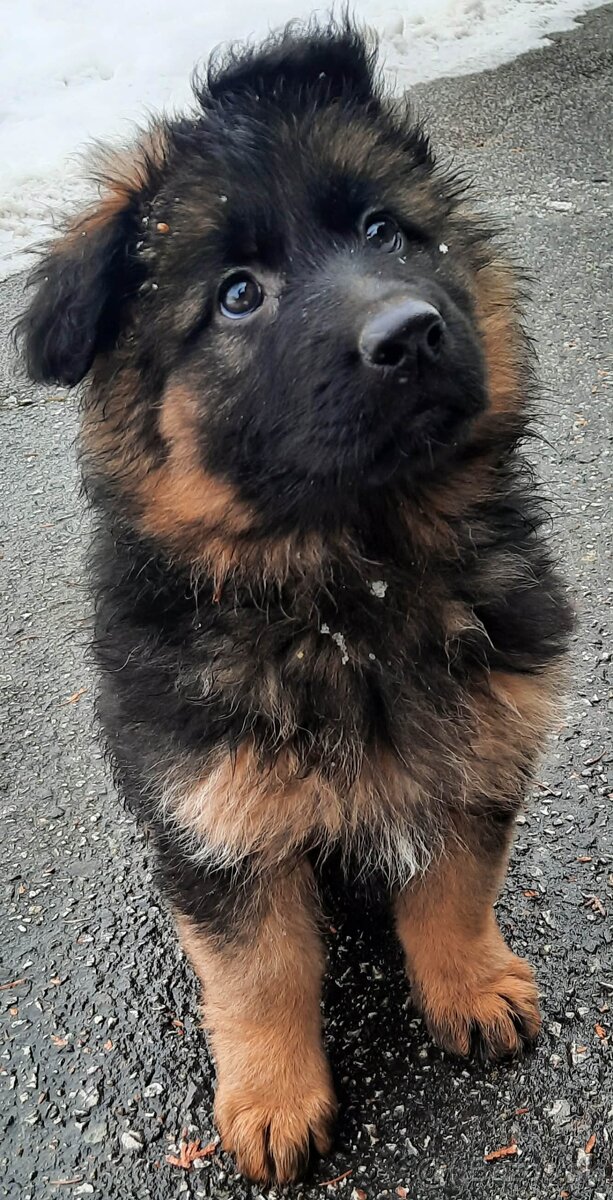 Nemecký ovčiak - 4