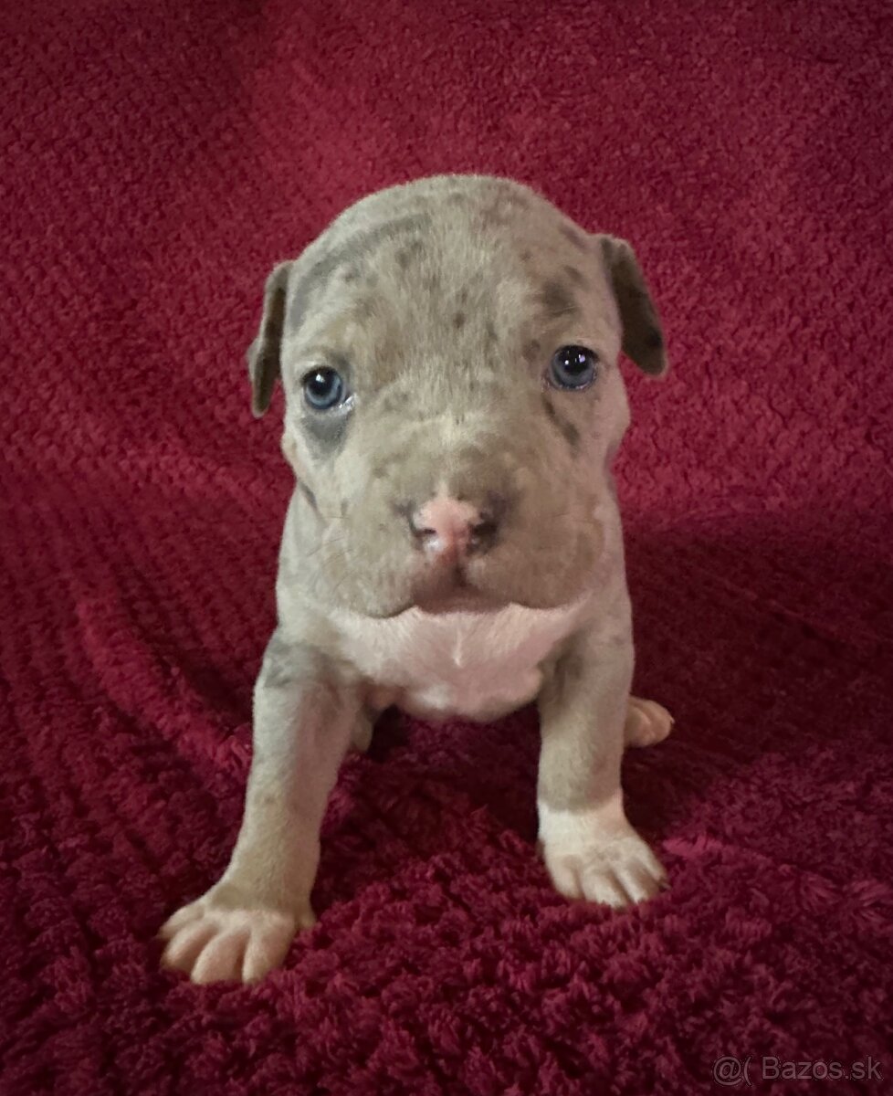 Prodej štěňat American Bully Teplice - 4