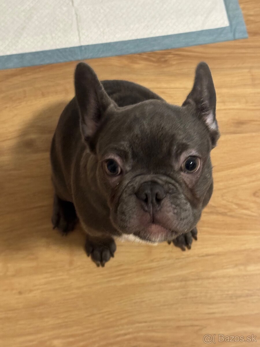 Predám francúzkeho buldočka - 4
