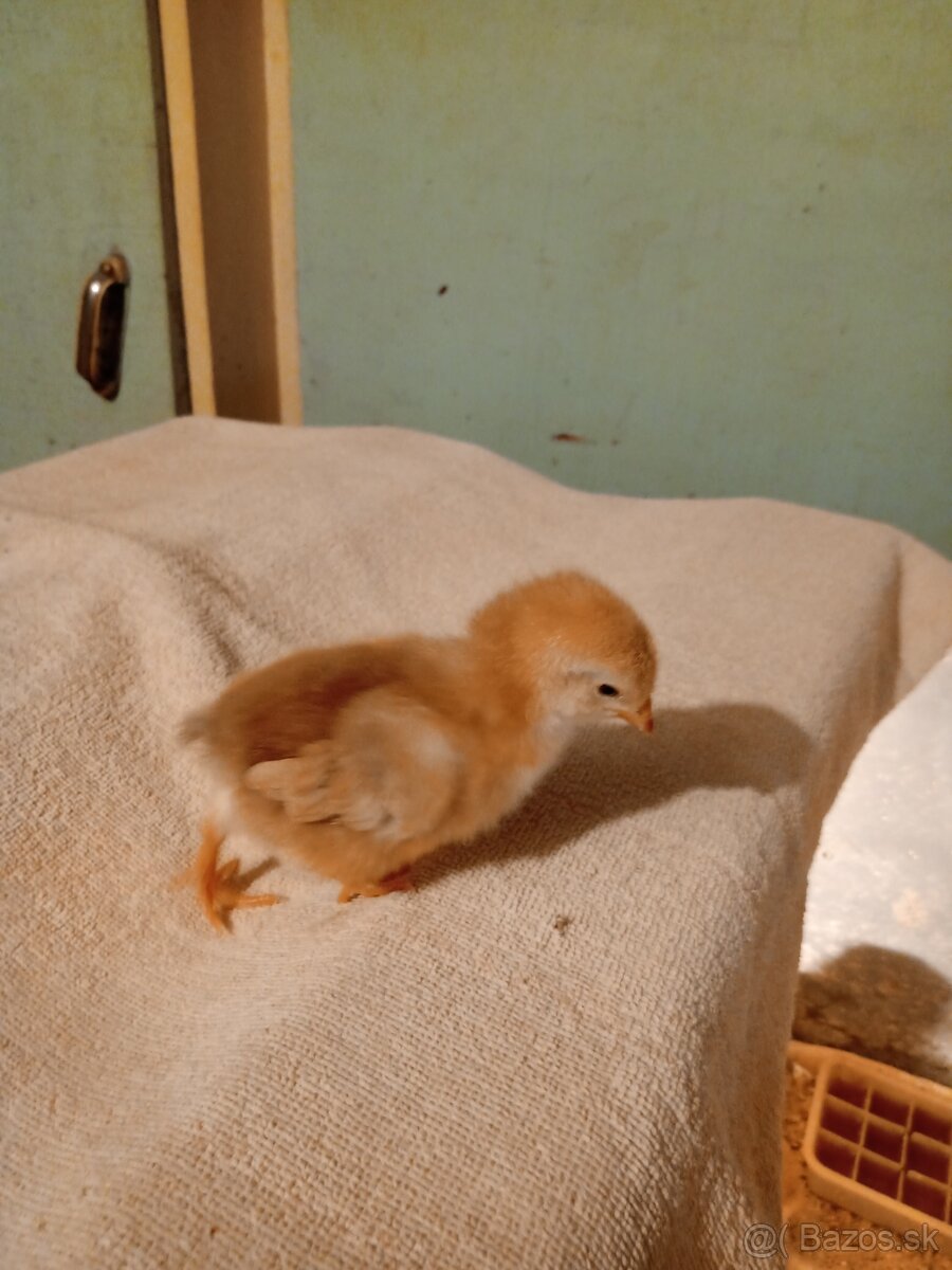 Hempšír kuriatka - 4