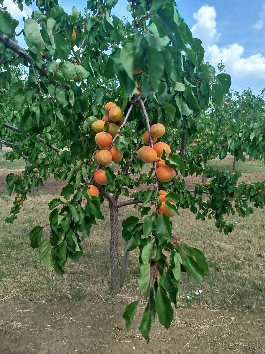 Marhule - 4