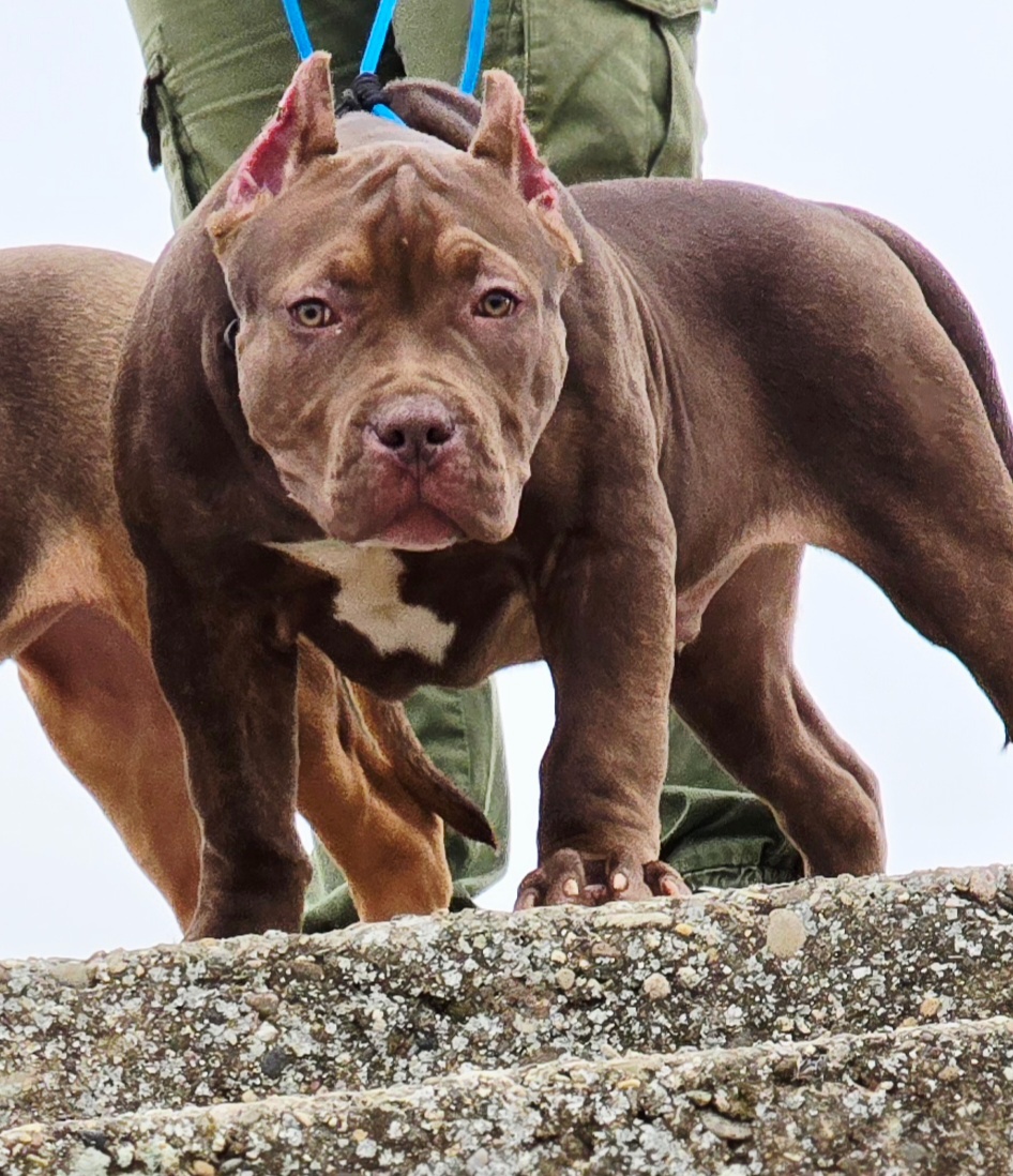American bully - 4