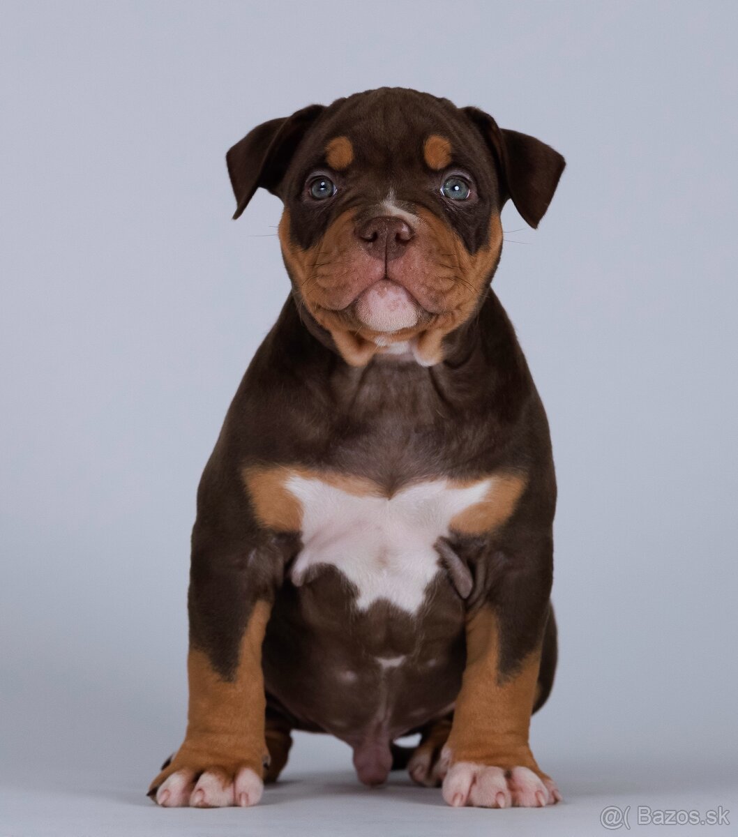 American bully s PP - 4