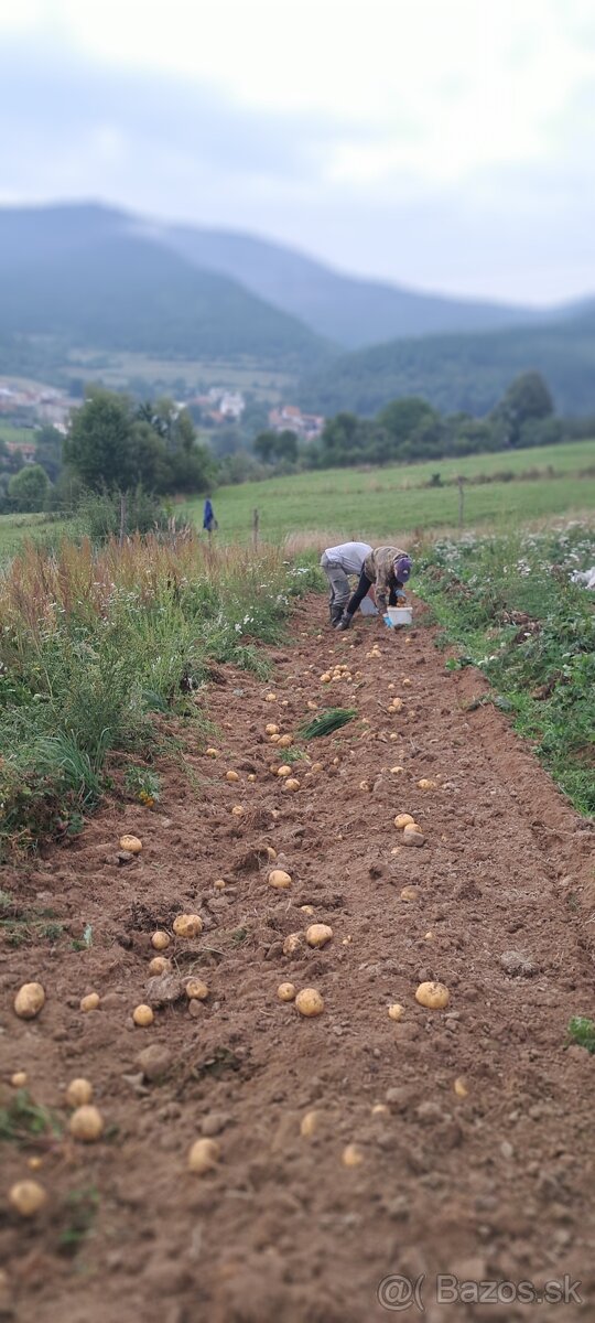 Zemiaky konzumné Spišské Vlachy - 4