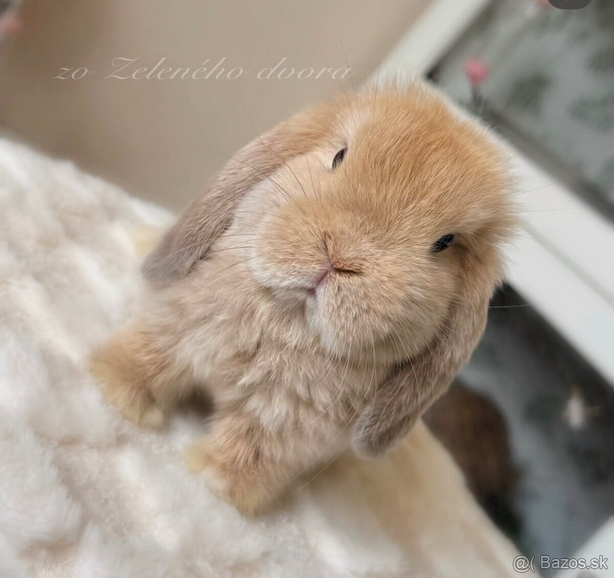 🧡🐰 minilop zakrslý králik 🍁🍂 - 4