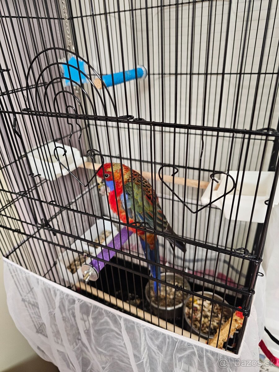 Samec rozela penant - 4