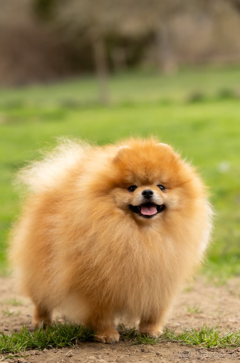 Pomeranian s PP - 4