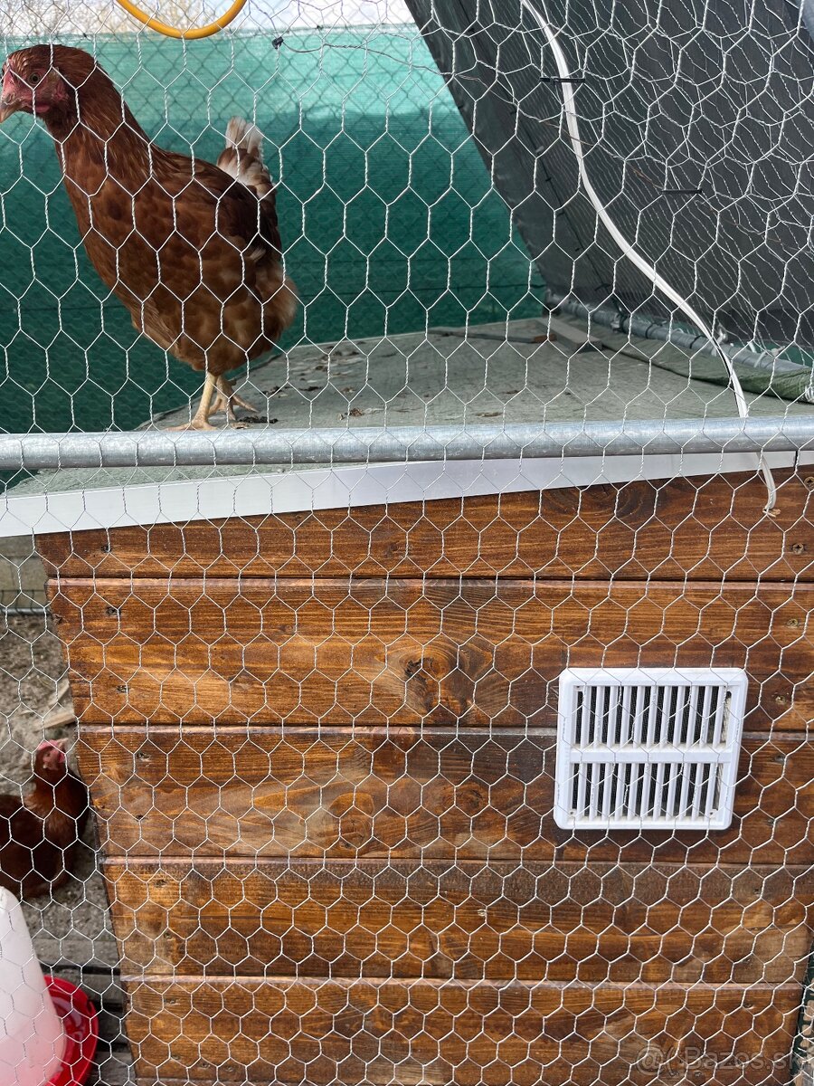 predam sliepky brown nick - 4