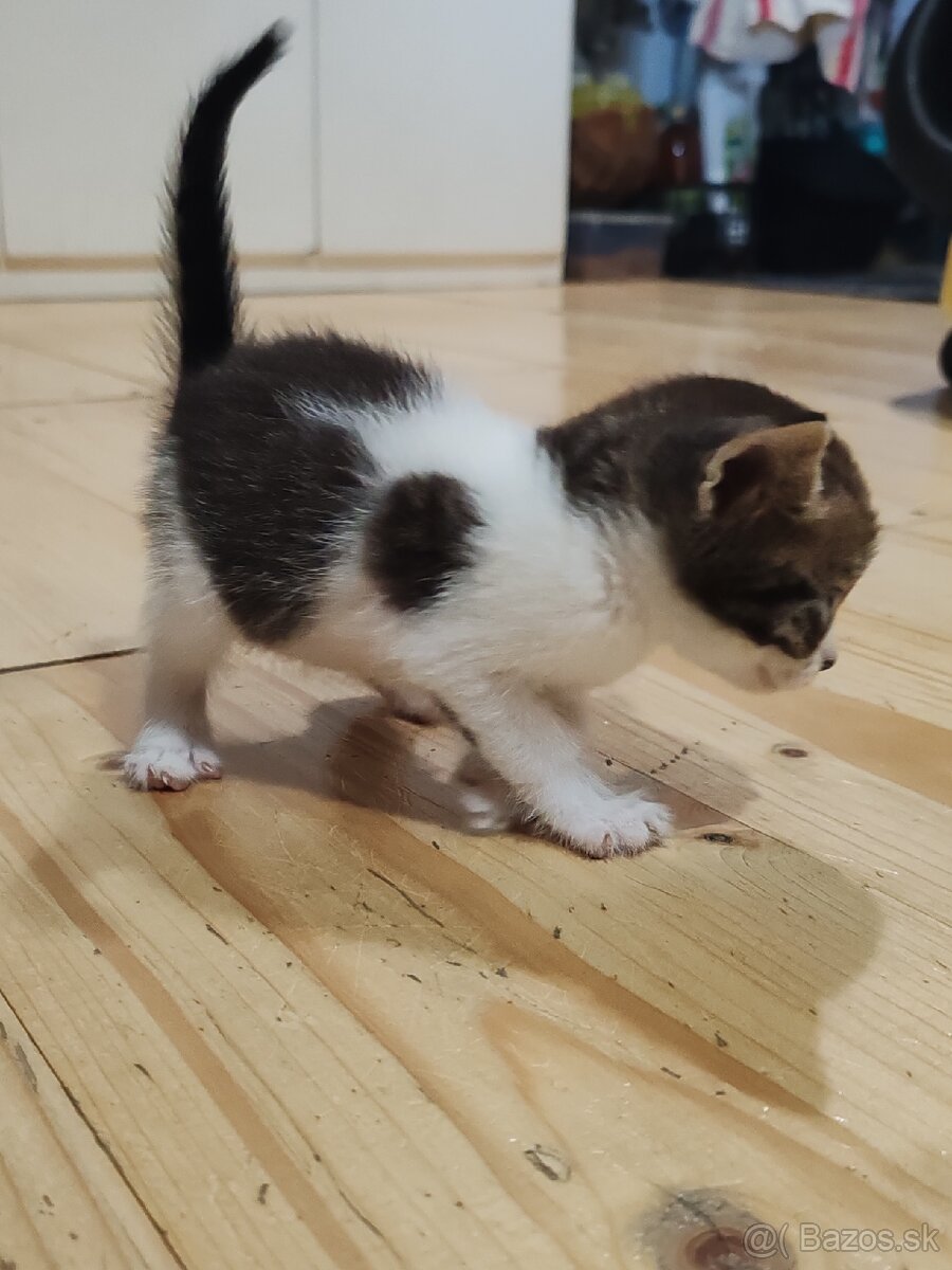 Mačiatka Ragdoll mix - 4