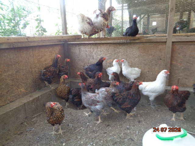 Wyanotky veľké zlaté - 4