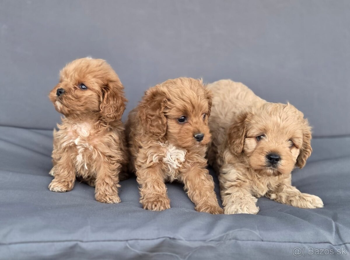 Cavapoo - 4