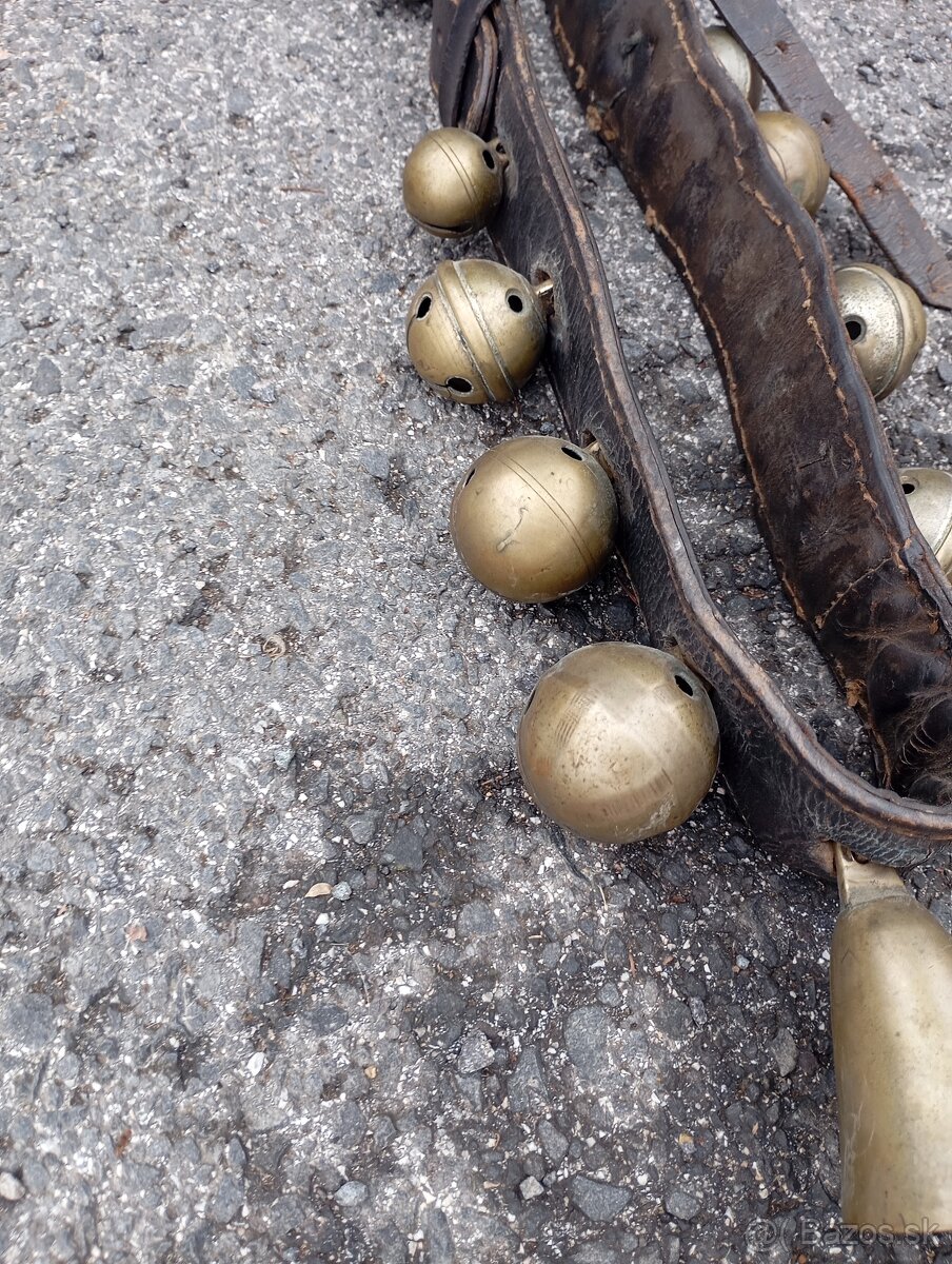 Predám zvonce rolnicky - 4